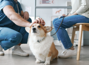 Why Regular Vet Visits Are Essential for Your Pet’s Well-Being？
